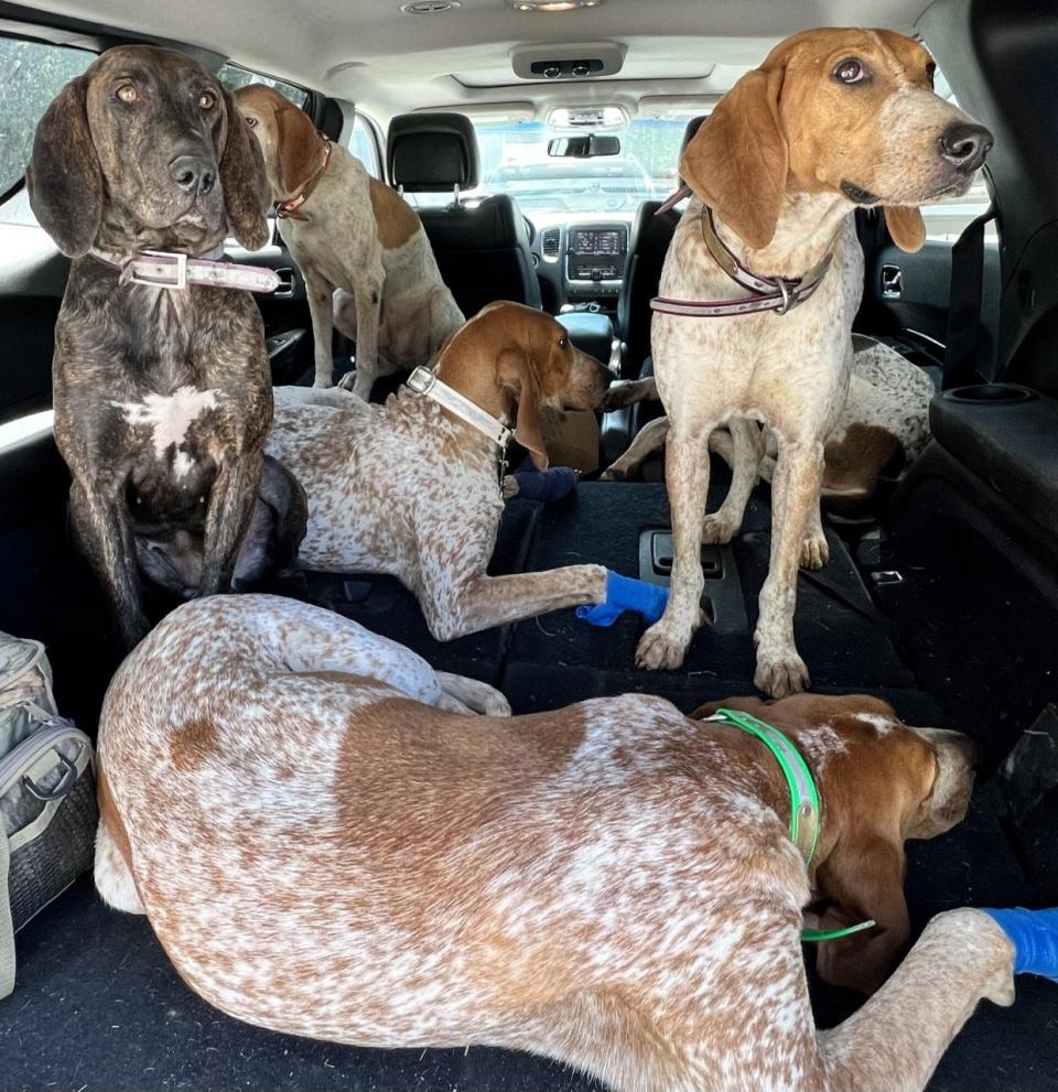 The Ogunquit Public Works Department kept these five dogs safe and sound, once they were found after fleeing from the scene of an accident on The Maine Turnpike on Wednesday, Sept. 14, 2022.