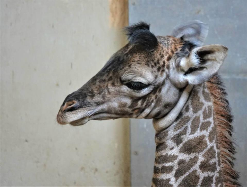 The Santa Barbara Zoo welcomed a new baby Masai giraffe on Wednesday, Jan. 19, 2022. The baby, named Raymie, and his mother Adia are currently not on display at the zoo while they bond behind the scenes.