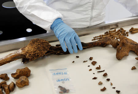 A forensic doctor examine the bones of an unidentified victim which is analyzed in the lab of the Attorney-General's office in Bogota, Colombia, May 5, 2017. REUTERS/Inaldo Perez