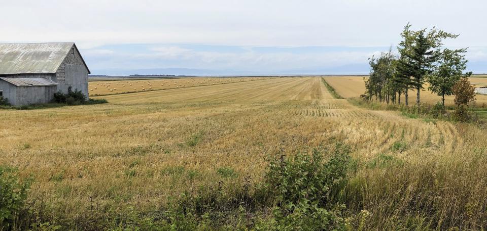 A field of grain stretches to the St. Lawrence River from a quiet country road outside Kamouraska, Quebec, on Sept. 9, 2021. The maritime panoramas and bicycle-friendly roads of Quebec have been out of reach to Americans since the pandemic descended on the world. Canada is once again accessible to visitors from the U.S. and other countries, as long as they are vaccinated and follow other protocols for being admitted into the country. (AP Photo/Calvin Woodward)