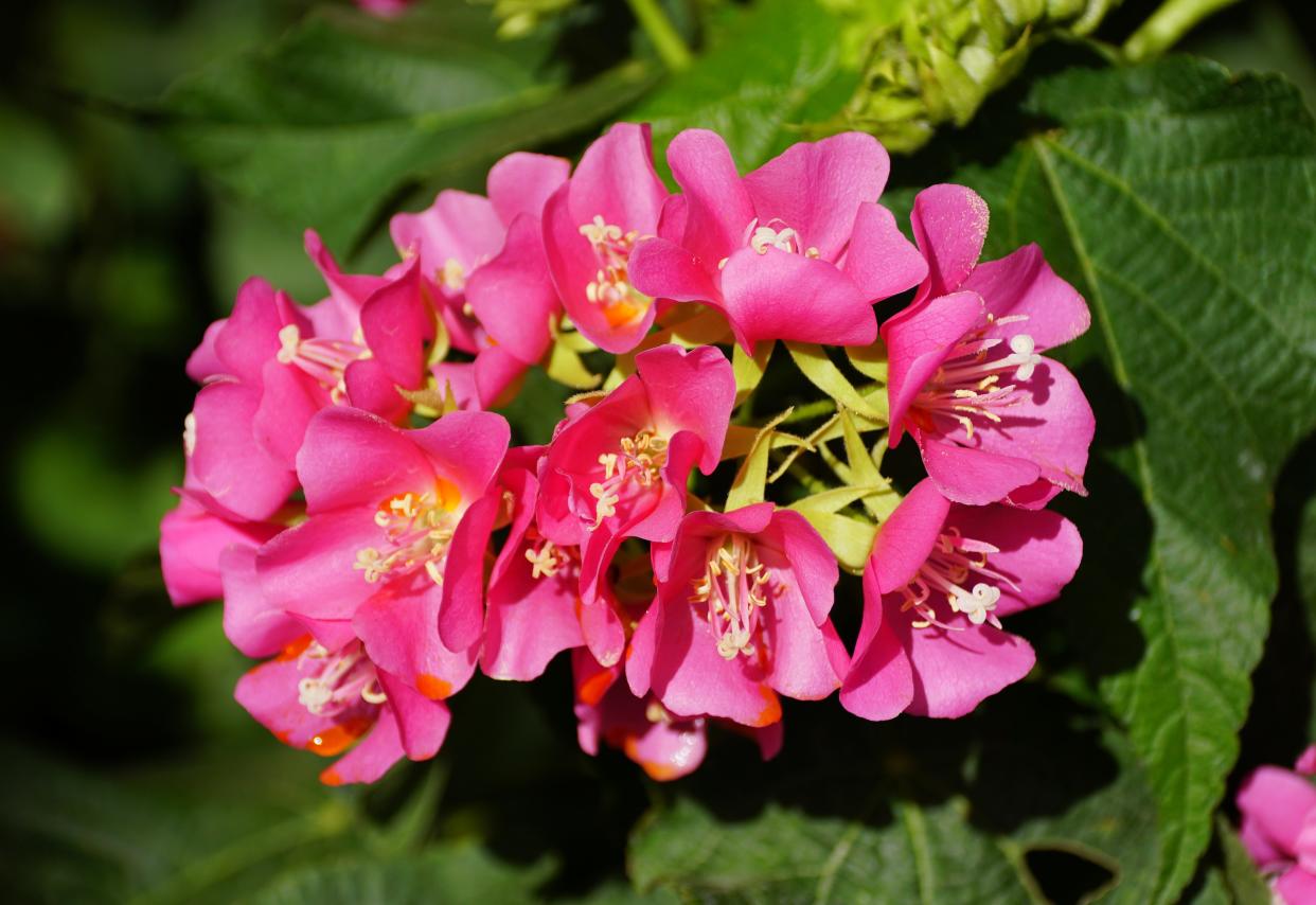 The Seminole dombeya has a long flowering season.