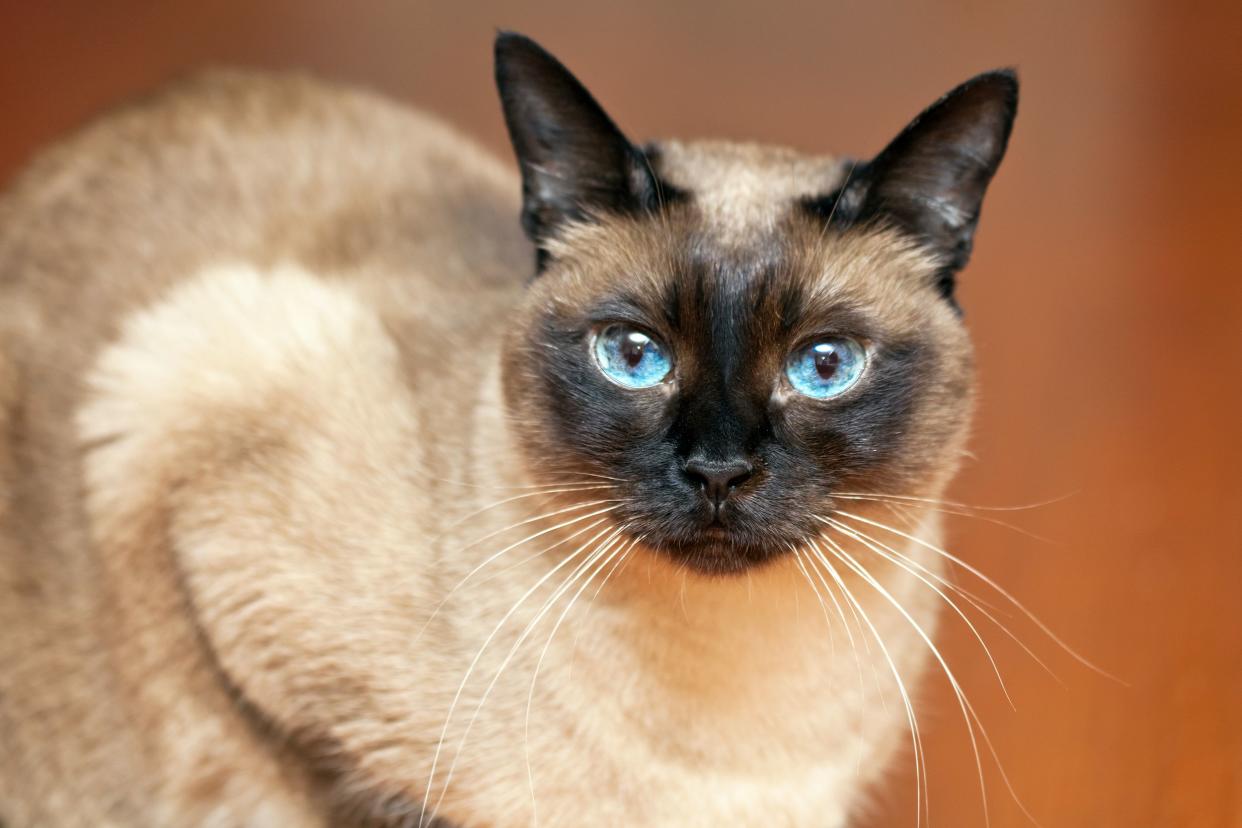 Siamese cat sitting, selective focus of the face, looking towards the camera, orange-brown background blurred