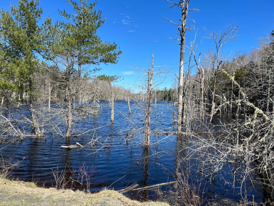 A view of the flooding caused by the broken culvert on Golden Forest Road in North Kemptville, Yarmouth County. The flooding has resulted in drowned forests, damage to coastlines and lost trees.