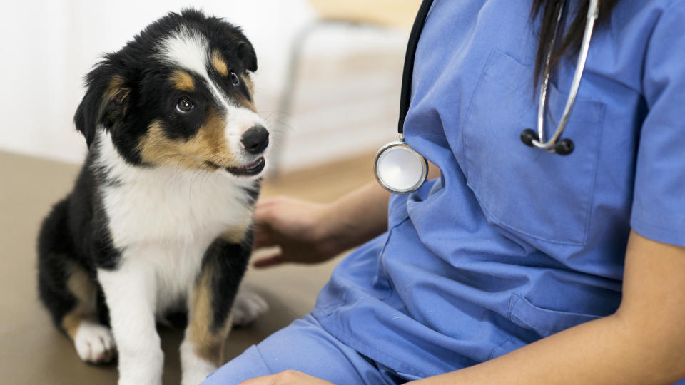 border collie puppy at vet