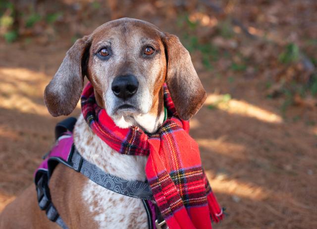 redtick coonhound