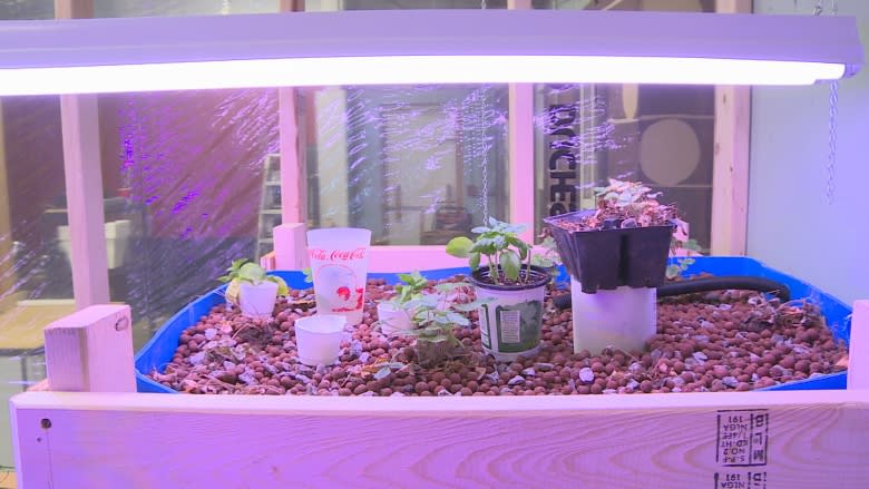 Summerside Makerspace growing greens with aquaponics