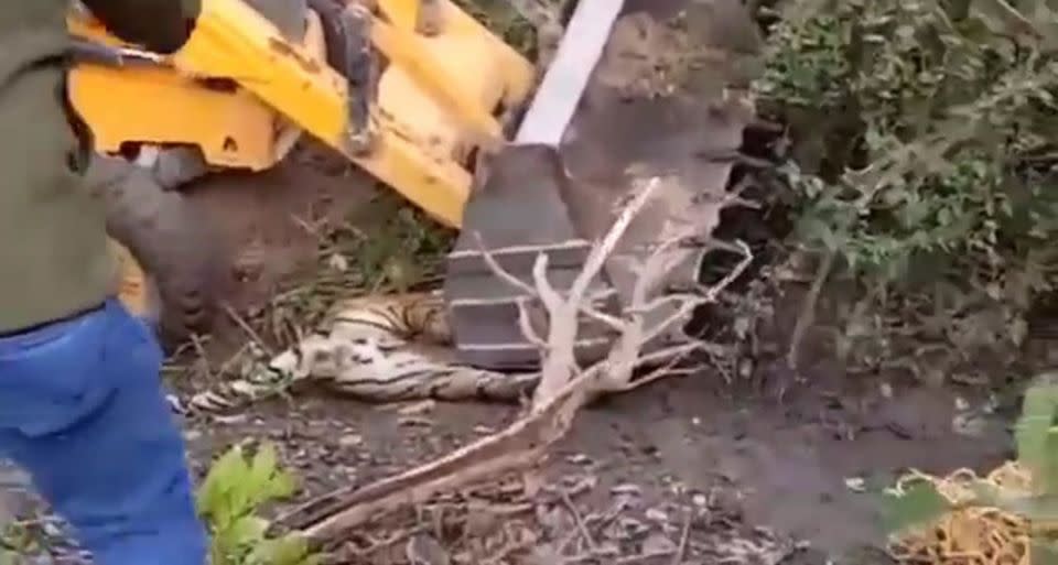 The endangered Bengal tiger was tranquilised and cornered before being crushed to death by an excavator. Source: CEN