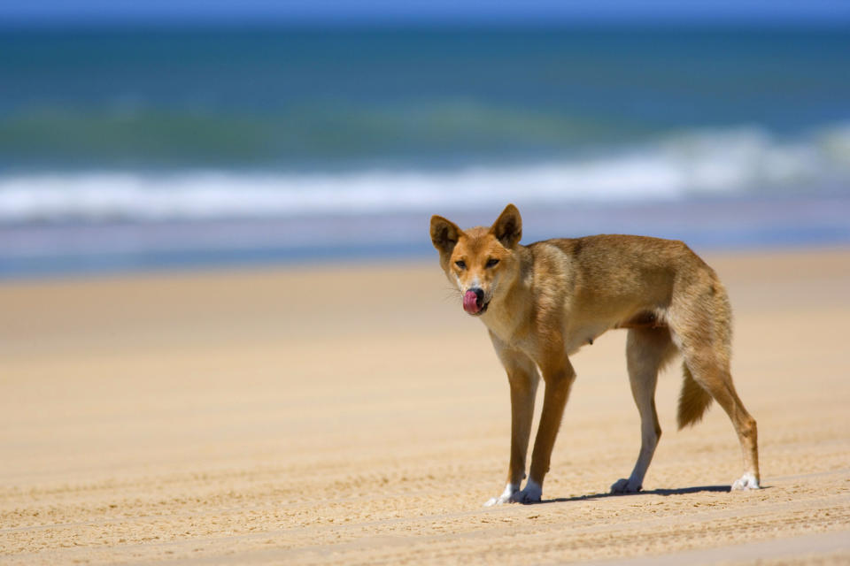 A dingo pictured on Fraser Island. Source: AAP, file.