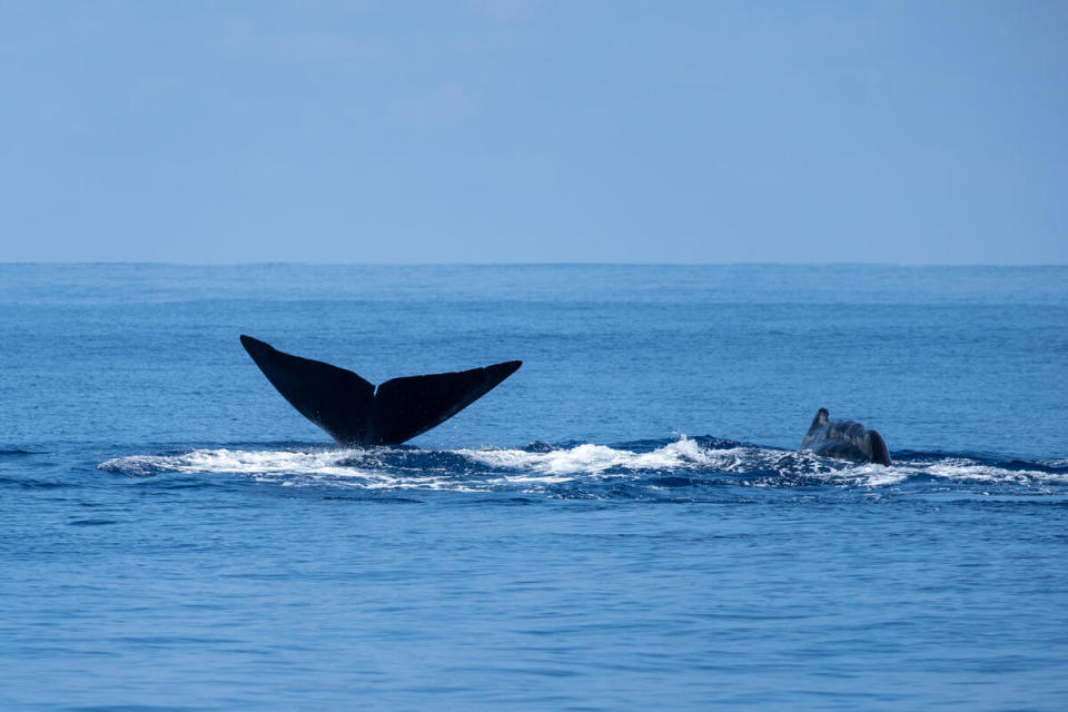 在印度洋航行中，遇見抹香鯨探出水面。