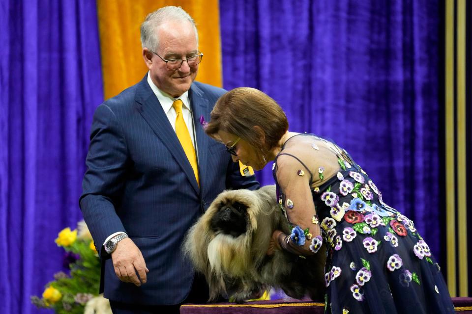 Rummie, a Pekingese, competes in the toy group competition during the 147th Westminster Kennel Club Dog show.