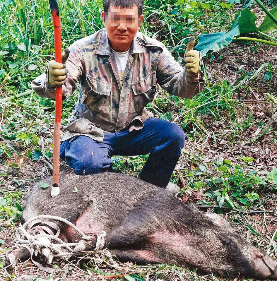 賴姓獵人在臉書PO照，炫耀用彈簧鞭獵捕山豬的成果。（翻攝賴男臉書）