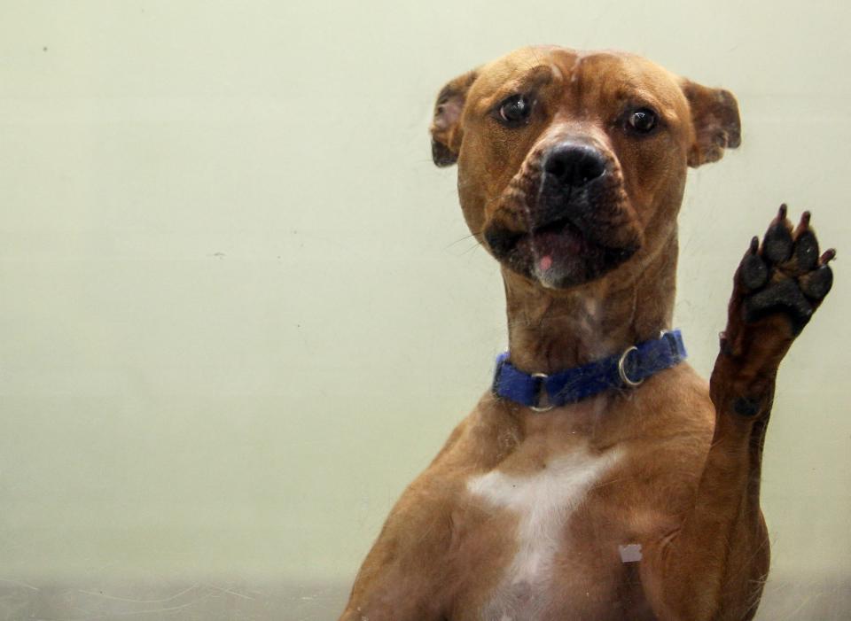 An adoptable dog is seen greeting volunteers at Humane Society of Vero Beach and Indian River County, Friday, July 21, 2023. The nonprofit has been forced to close the door on accepting new animals, after citing overcrowding.