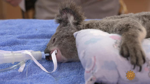 A koala bear on the operating table at Australia Zoo Wildlife Hospital. / Credit: CBS News