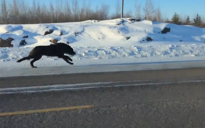 Wolf running alongside car - Credit: Jukin