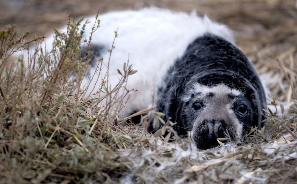 Photo credit: Hanne Siebers/The National Trust