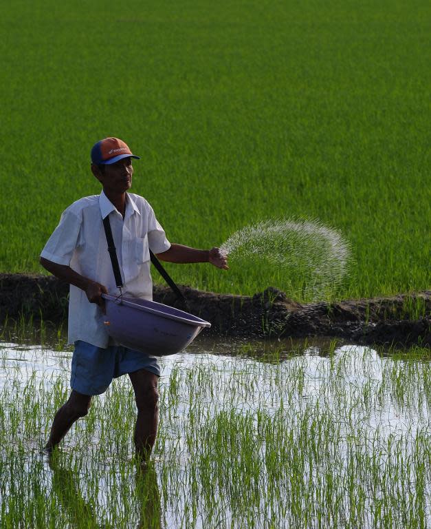 A farmer throws fertilizer on his family rice field in the southern Mekong delta province of Can Tho