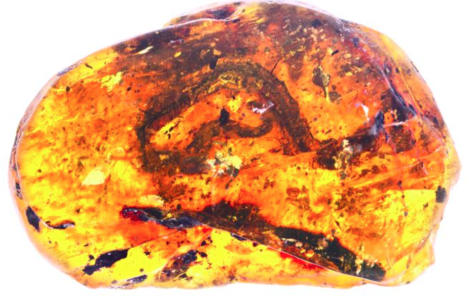 The tiny snake found inside the amber is believed to be 99-million years old. Source: Ming Bai/ Chinese Academy of Sciences