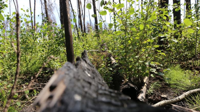 Fort McMurray forests rebounding after wildfire: study