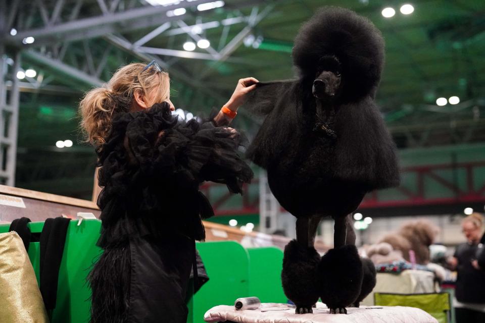 A Standard Poodle is groomed by their owner during the first day of the Crufts Dog Show at the National Exhibition Centre (NEC) in Birmingham. Picture date: Thursday March 7, 2024.