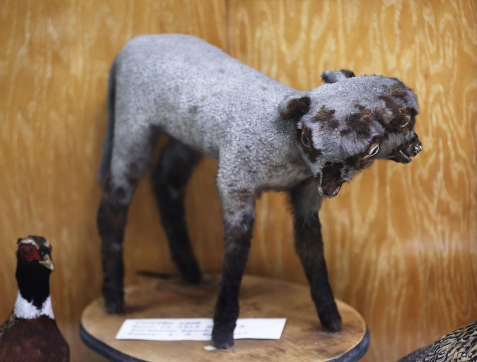 A two-headed lamb is exhibited at the Pioneer Memorial Museum in Salt Lake City on Friday, July 14, 2023. | Jeffrey D. Allred, Deseret News