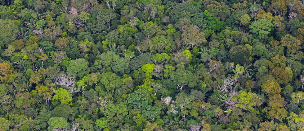 Dans la forêt amazonienne, 26 sites d'habitat ont été découverts (photo d'illustration).
