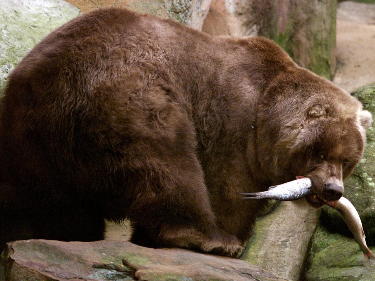 An Alaskan brown bear with a fish in its mouth.