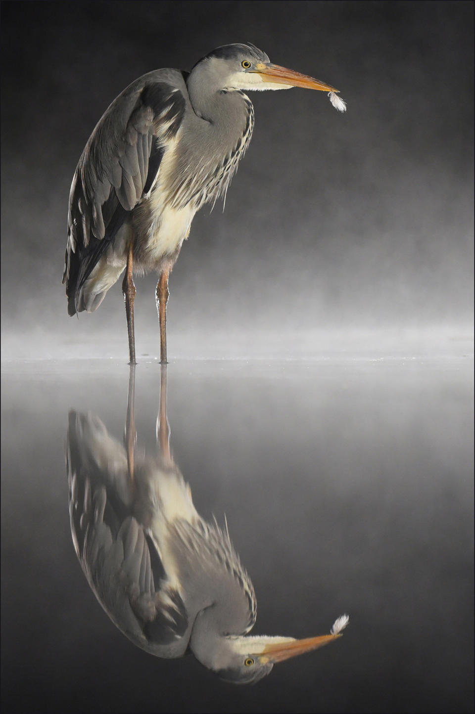 Robin Claydon from Hertfordshire won third place overall for this image of a heron taken in Bourne, Cambridgeshire.