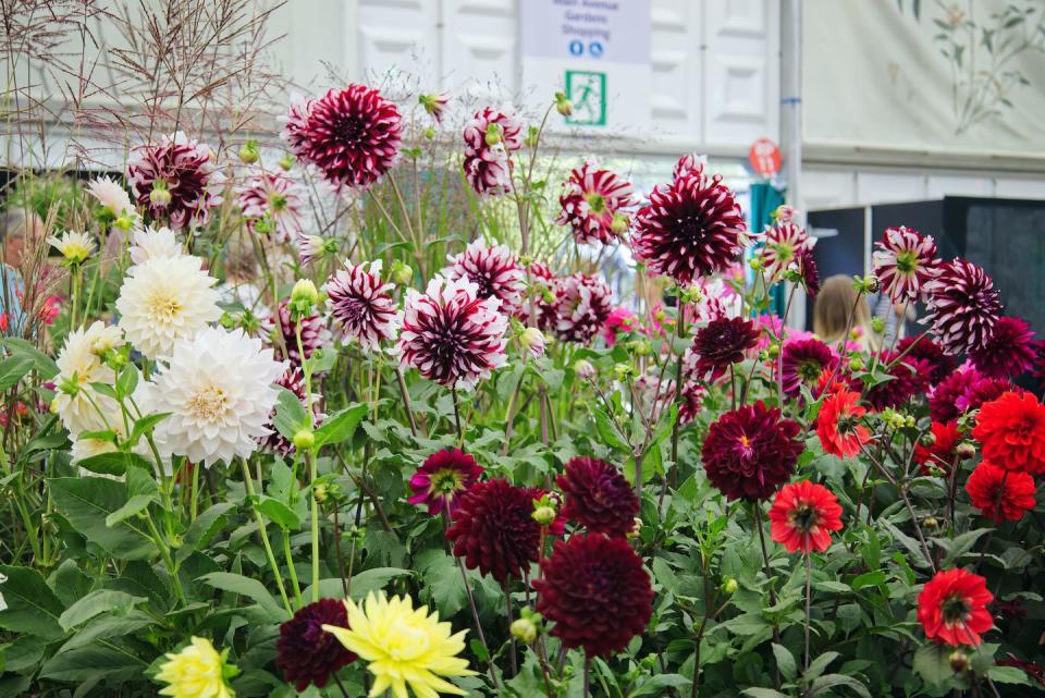 september 2021, rhs chelsea flower show, london, england, uk   flowers on display inside the great pavilion   dahlias