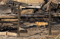 A dog walks among debris as the Mill Fire burns in Weed, Calif., on Saturday, Sept. 3, 2022. (AP Photo/Noah Berger)