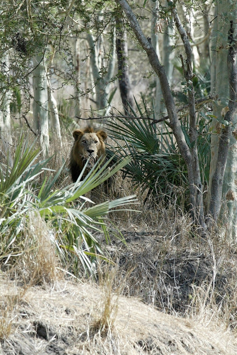 "From a distance we had seen the big maned lion lying by the carcass, roaring his pleasure at the success of his hunt" - Credit: ©vladislav333222 - stock.adobe.com/Rostislav Stach