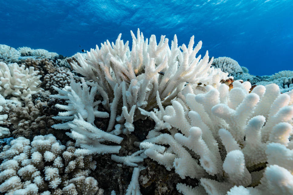 A view of major bleaching on the coral reefs of the Society Islands on May 9, 2019 in Moorea, French Polynesia. / Credit: Getty Images