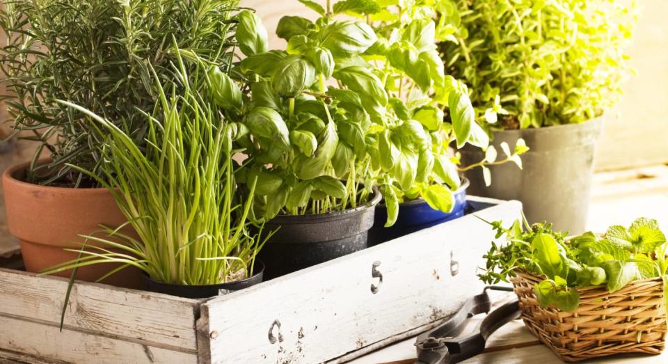 This £32 gadget allows you to grow your own herb garden inside. (product not pictured, Getty Images)