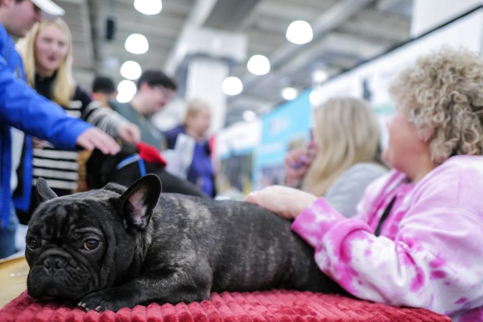 A French bulldog gets some rest at the American Kennel Club’s annual “Meet the Breeds” event at the Jacob K. Javits Convention Center in New York on Jan. 28. CHARLY TRIBALLEAU/AFP via Getty Images