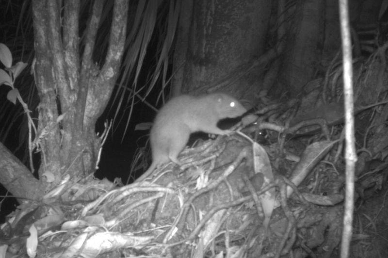 The Vangunu giant rat is the first new species of rodent described from Solomon Islands in over 80 years.  / Credit: Courtesy of Dr. Tyrone Lavery/University of Melbourne