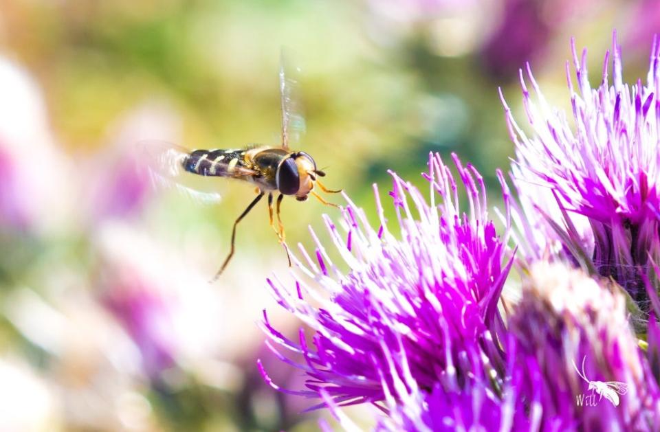 Hoverflies use a combination of the sun and their body clock to navigate when they fly south for the winter (Will Hawkes/University of Exeter/PA)