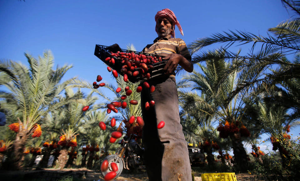 <p>A Palestinian farm worker collects dates on a farm in Deir El Balah, southern Gaza Strip, Tuesday, Sept. 27, 2016. (AP Photo/Hatem Moussa)</p>