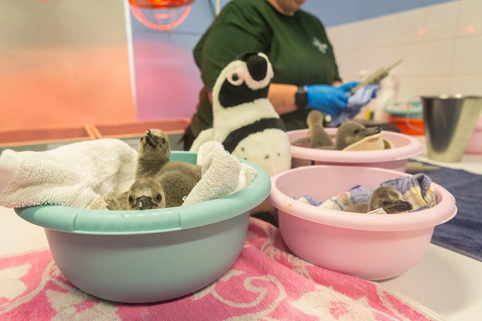 Zoo hand-rears penguin chicks