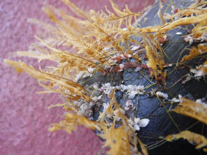 <p>The Ocean Cleanup in coordination with Smithsonian Institution</p> Coastal hydroid and gooseneck barnacles living on floating plastic collected in the North Pacific Subtropical Gyre