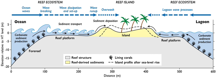 A diagram of a typical atoll island's structure