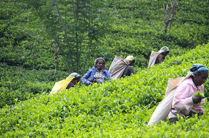 Tea time. Photo: Skye Gilkeson