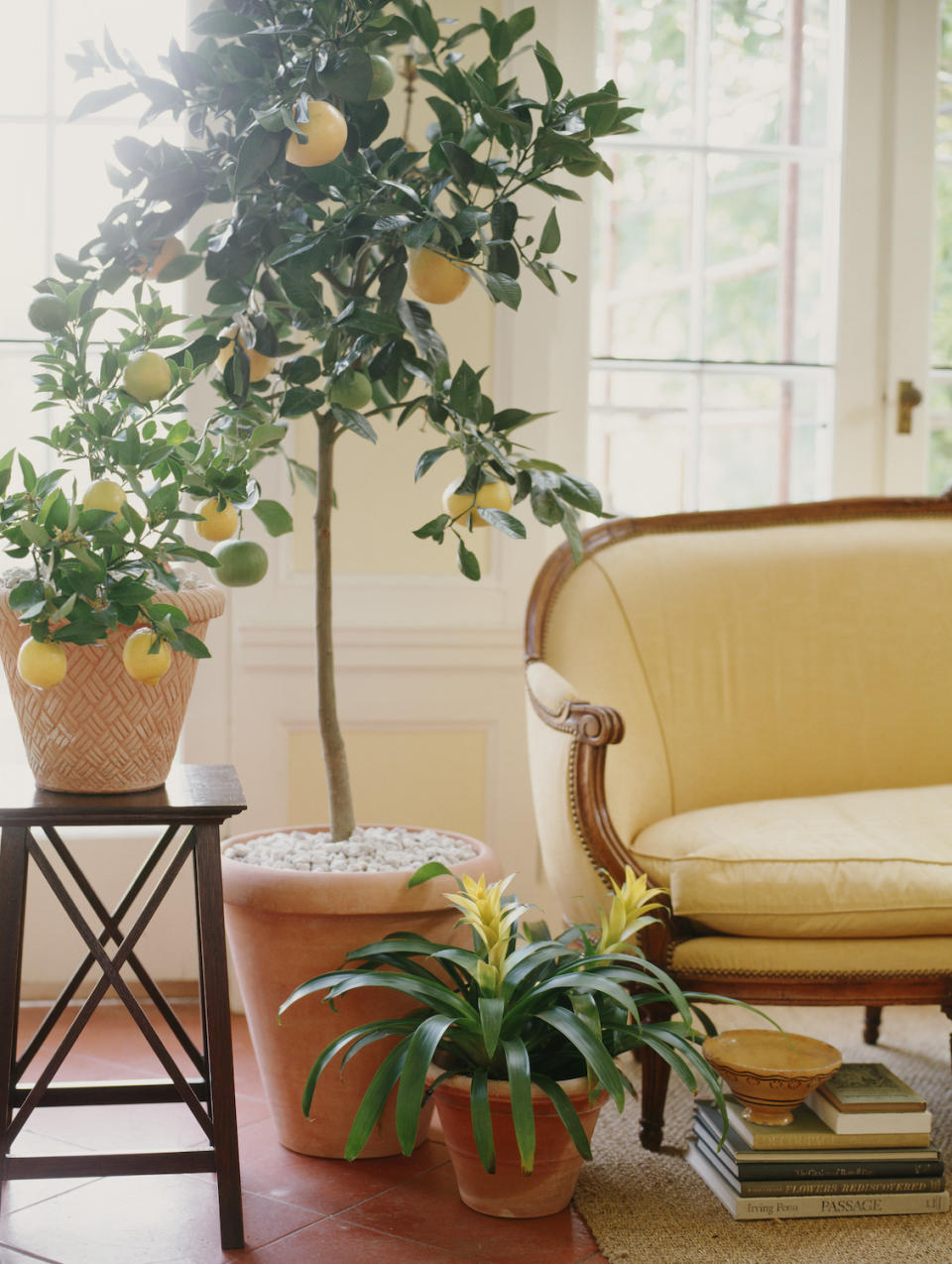 lemon tree growing indoors