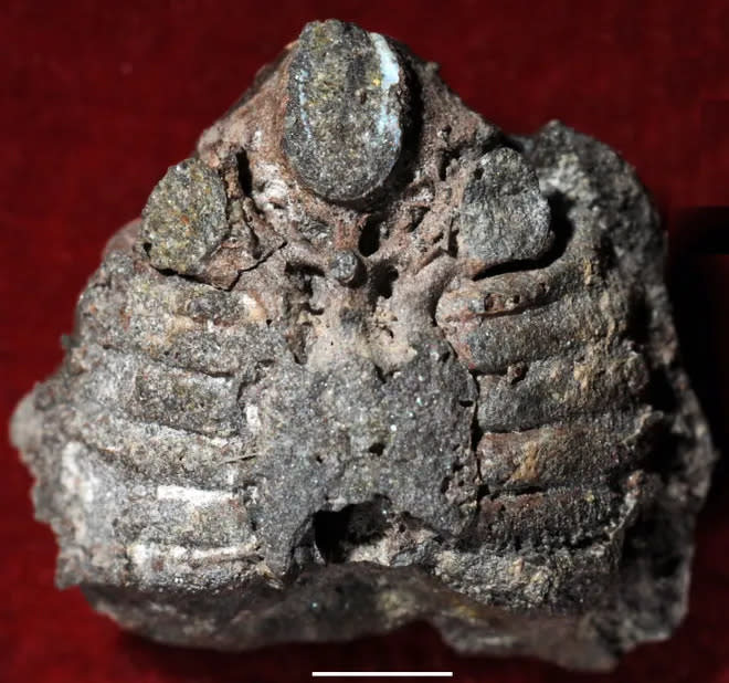 Fóssil da caixa craniana do Shuyu, peixe galeaspida de 400 milhões de anos (Imagem: IVPP/Divulgação)