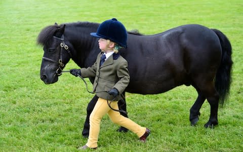 A small horse or a big toddler? - Credit: ALAMY