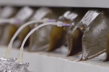 Blood is extracted from horseshoe crabs at a Lonza biotech facility on Maryland's Eastern shore