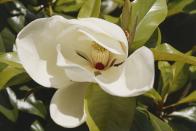 <p>Magnolia trees are evergreens that spread as they grow. The deciduous plant grows most in full sun or partial shade and produces its blooms in the spring, while the cone-like fruit comes in early autumn. </p>