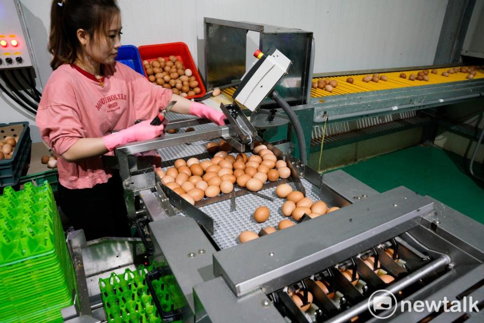 蛋價崩盤導致蛋農大嘆「養一隻賠一隻」只能賣雞求生。   圖：張良一／攝