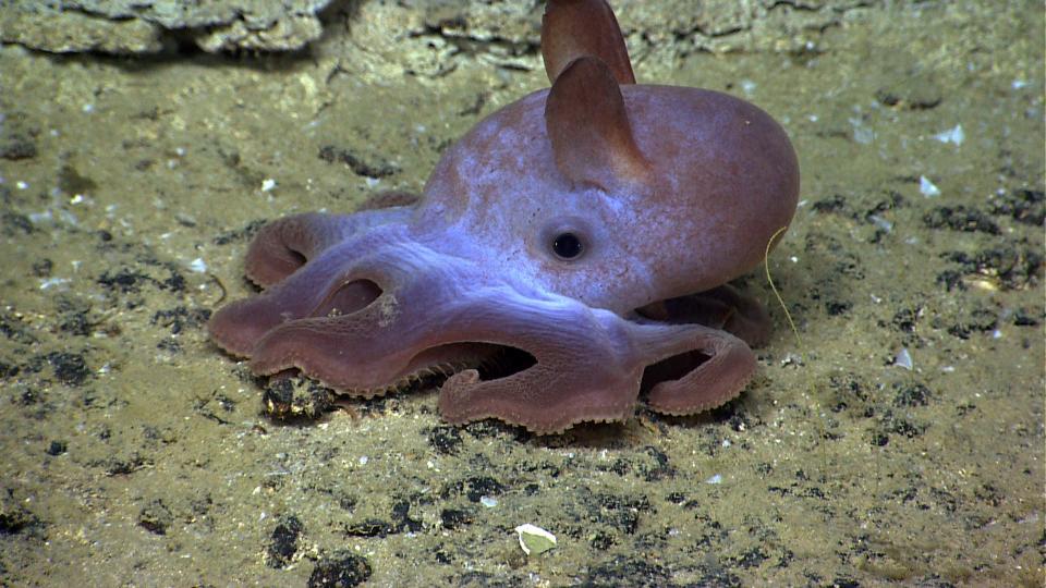 A Dumbo octopus preparing to launch. This octopus, Grimpoteuthis, is a deep sea animal that lives on the ocean floor at extreme depths of 9,800 to 13,000 feet.