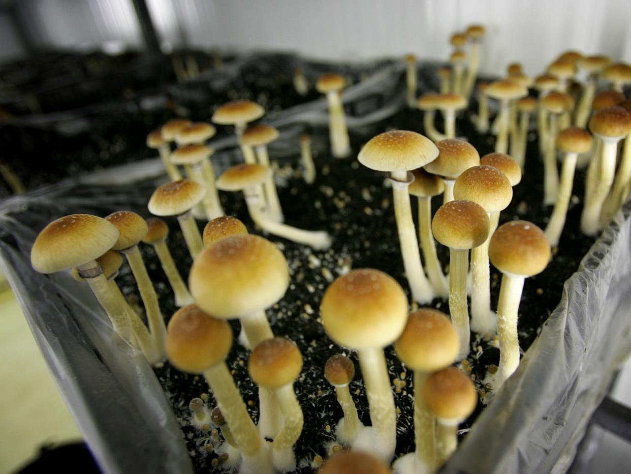 psychedelics magic mushrooms psilocybin