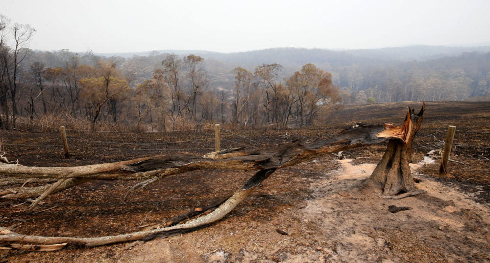 Burned bushland in Koorainghat, NSW, on Monday as state faces catastrophic fire danger. 