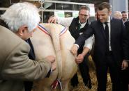 French President Emmanuel Macron verifies the quaility of a Charolais cow during the 57th International Agriculture Fair (Salon international de l'Agriculture) at the Porte de Versailles exhibition center in Paris